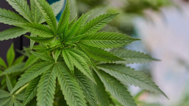 Blätter einer Cannabis-Pflanze | Passivkiffen – Wie gesundheitsschädlich ist es?