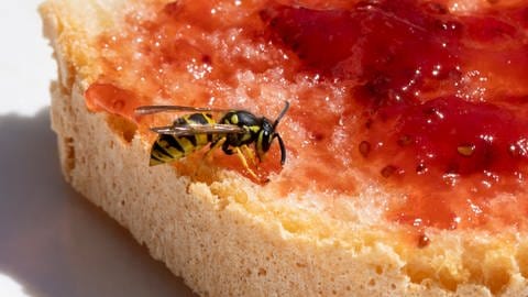 Wespten vertreiben: Eine Wespe sitzt auf einem Marmeladenbrot