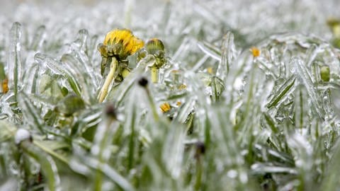 Eisheilige 2024: Bauernregel sagt Frost voraus, der im Mai Pflanzen mit einer Eisschicht bedeckt.
