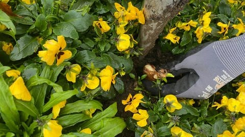 Ein Gärtner drückt im Erba-Park in Wangen eine Blumenzwiebel in ein Blumenbeet