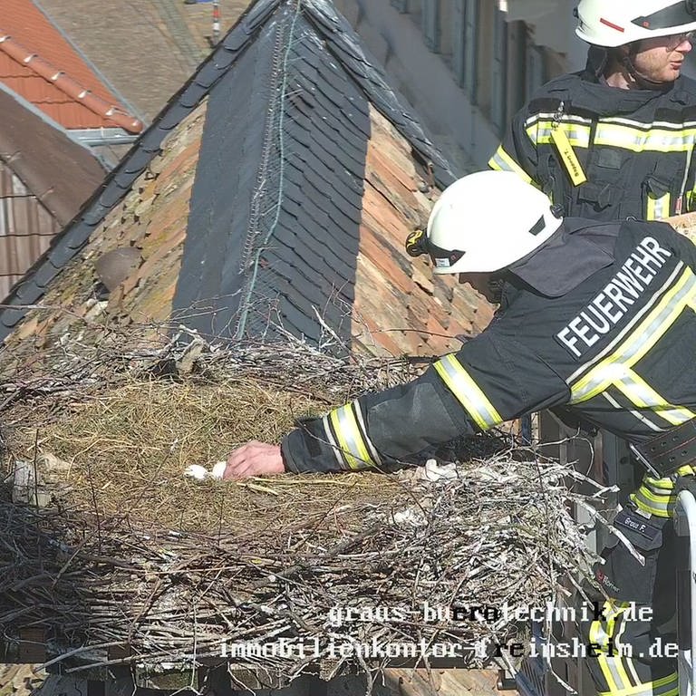 Störche in Freinsheim (Foto: Feuerwehr Freinsheim)