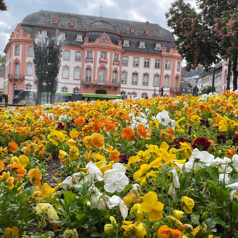 Blumenbeet mit Frühlingsblumen am Schillerplatz in Mainz