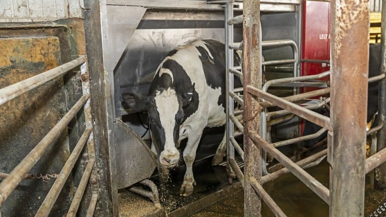 Eine Kuh verlässt die automatische Melkmaschine, nachdem sie gemolken wurde. USA: Omro, Wisconsin