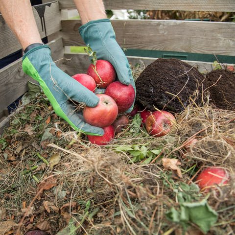 Äpfel und Grasschnitt auf dem Kompost: Der Kompost sollte gut durchmischt sein, damit die Mikroorganismen die Gartenabfälle gut zersetzen können