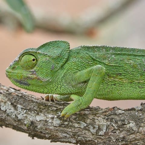 Ein grünes Chamäleon auf einem Baumstamm