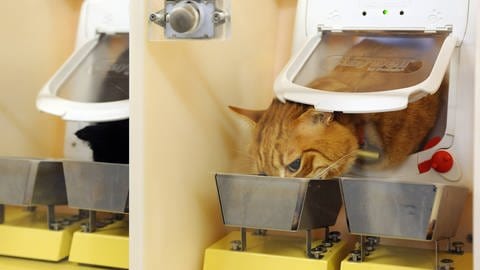 Katzennahrung wird natürlich auch an Katzen getestet. Was vielleicht schmeckt muss nicht unbedingt gesund sein.