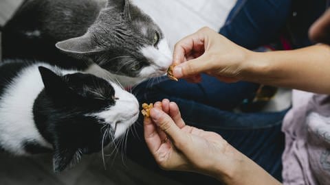 Zu wenig natürliche Nahrung kann auch schädlich für das Gebiss der Katzen sein.