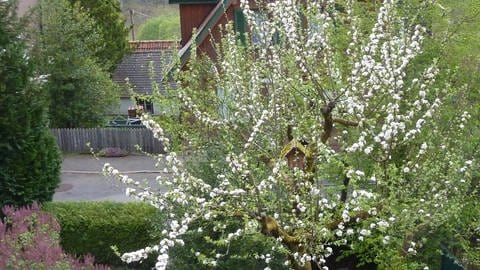 Spät blühender Apfelbaum im Nordschwarzwald am 2. Mai 2020