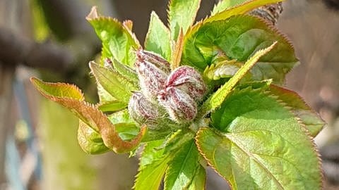 Kleine, geschlossene Apfelblütenknospen an einem Baum in Denzlingen